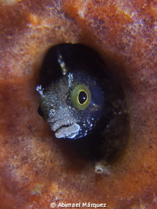Blenny by Abimael Márquez 